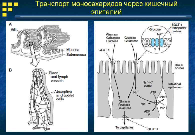 Транспорт моносахаридов через кишечный эпителий 