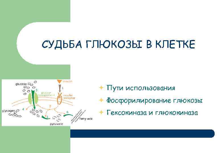 СУДЬБА ГЛЮКОЗЫ В КЛЕТКЕ Пути использования Фосфорилирование глюкозы Гексокиназа и глюкокиназа 