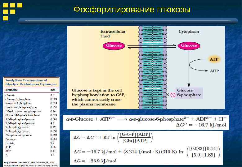 Фосфорилирование глюкозы 