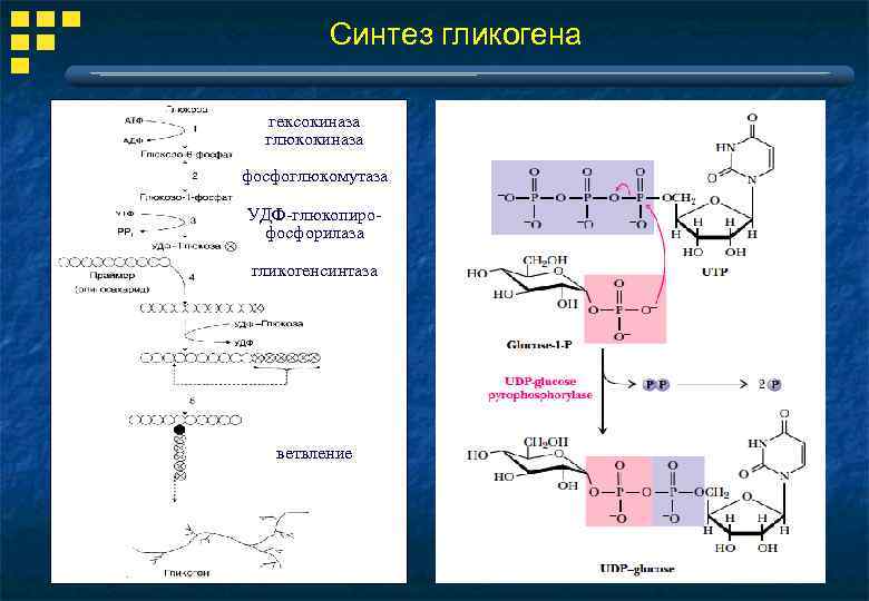 Схема синтеза гликогена биохимия