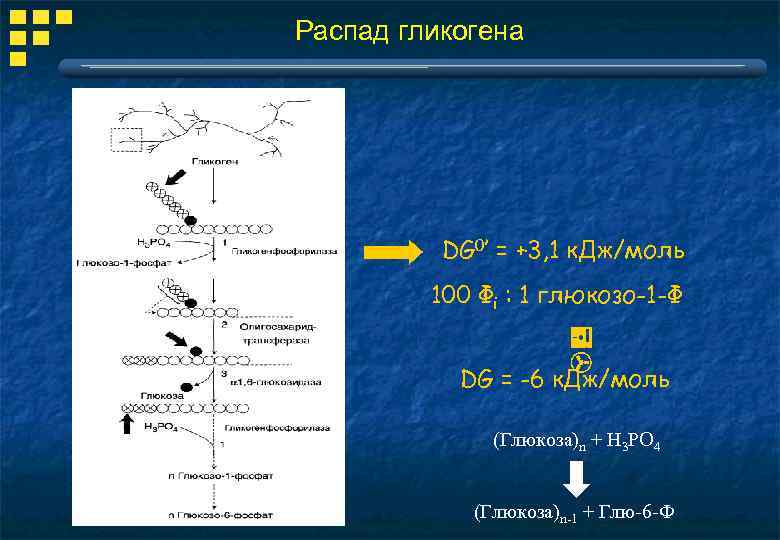 Распад гликогена DG 0’ = +3, 1 к. Дж/моль 100 Фi : 1 глюкозо-1