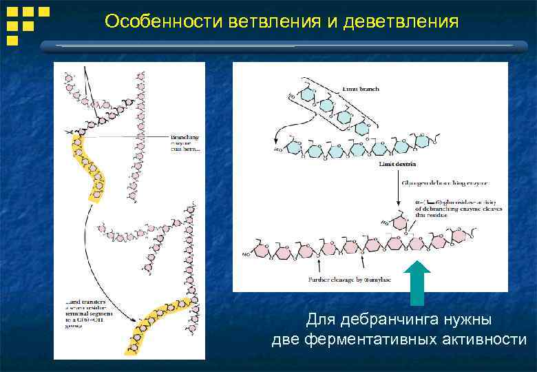 Особенности ветвления и деветвления Для дебранчинга нужны две ферментативных активности 