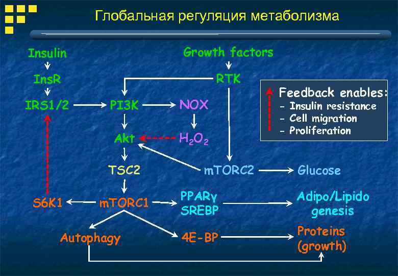 Ppar alfa i apoe cetosis ncbi