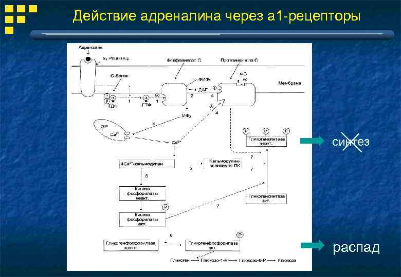 Действие адреналина через a 1 -рецепторы синтез распад 