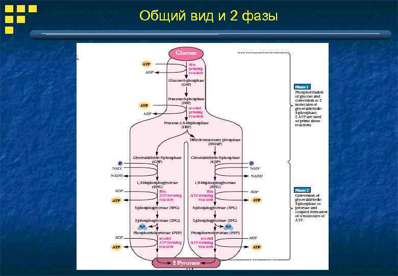 Общий вид и 2 фазы 