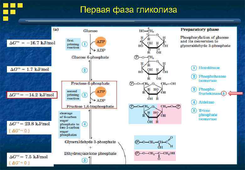 Первая фаза гликолиза ( ΔG’ ~ 0 ) 