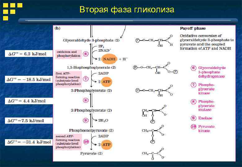 Вторая фаза гликолиза 