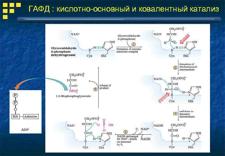 ГАФД : кислотно-основный и ковалентный катализ 