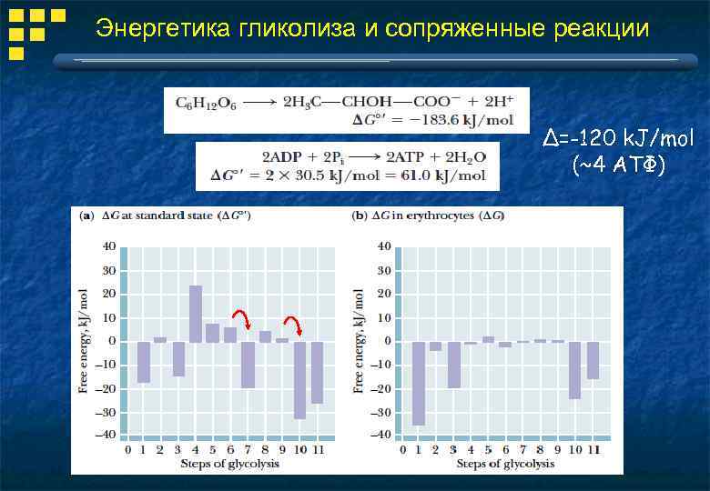Энергетика гликолиза и сопряженные реакции Δ=-120 k. J/mol (~4 АТФ) 