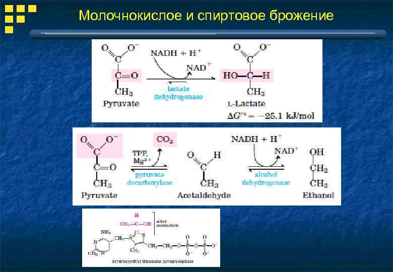 Молочнокислое и спиртовое брожение 