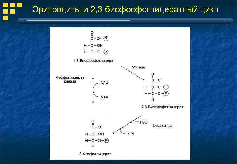  Эритроциты и 2, 3 -бисфосфоглицератный цикл 