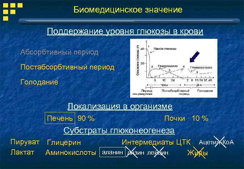 Биомедицинское значение Поддержание уровня глюкозы в крови Абсорбтивный период Постабсорбтивный период Голодание Локализация в