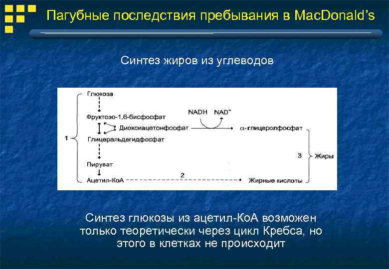 Синтез углеводов происходит в