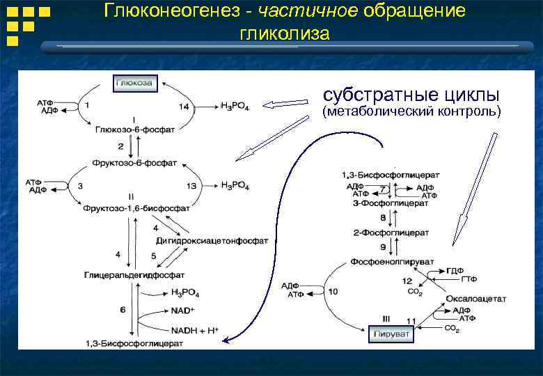 Ферменты глюконеогенеза