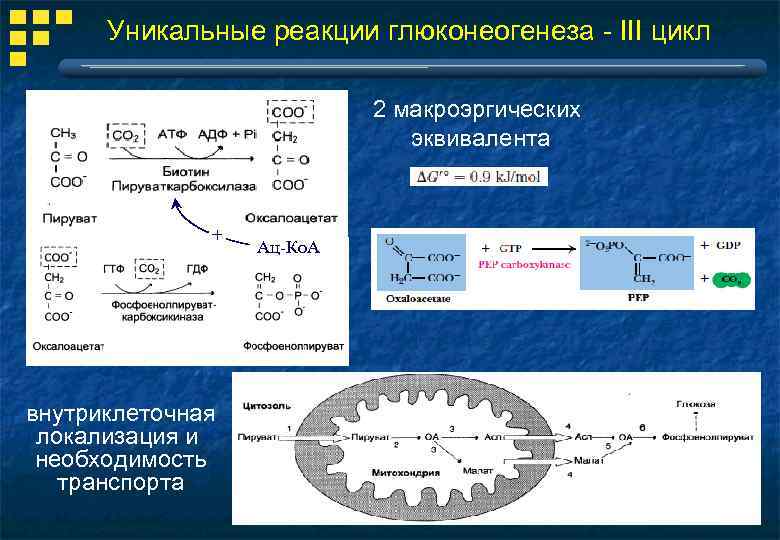 Уникальные реакции глюконеогенеза - III цикл 2 макроэргических эквивалента + внутриклеточная локализация и необходимость