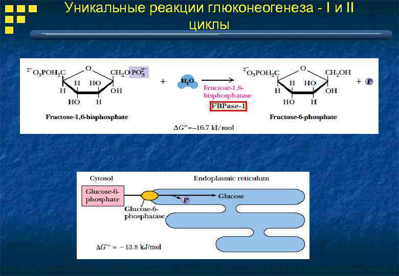 Уникальные реакции глюконеогенеза - I и II циклы 