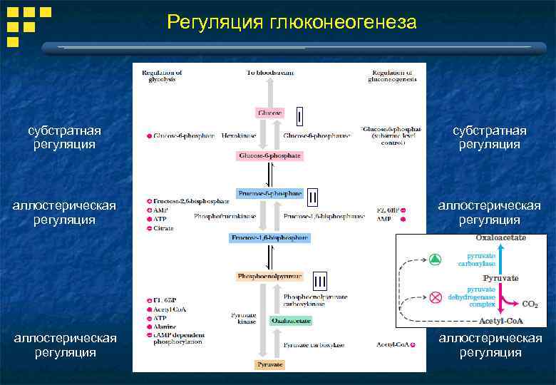 Схема регуляции гликолиза и глюконеогенеза