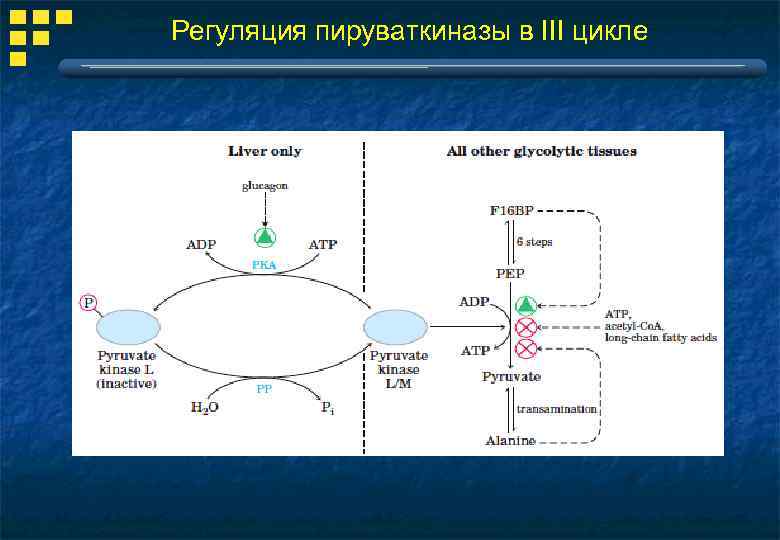 Регуляция пируваткиназы в III цикле 