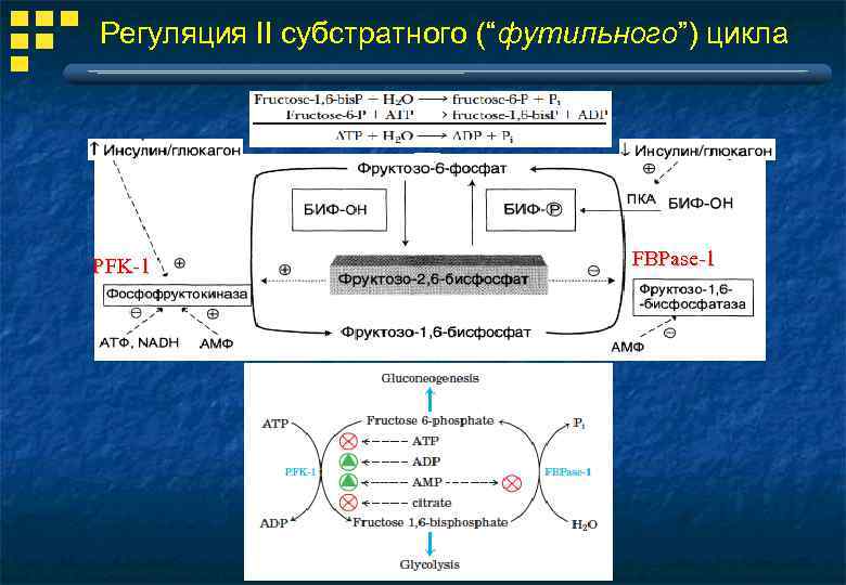Регуляция II cубстратного (“футильного”) цикла PFK-1 FBPase-1 