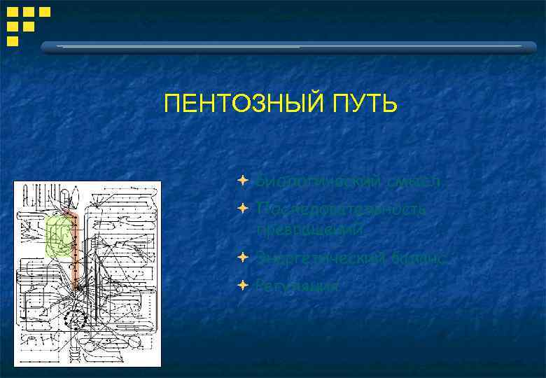 ПЕНТОЗНЫЙ ПУТЬ Биологический смысл Последовательность превращений Энергетический баланс Регуляция 
