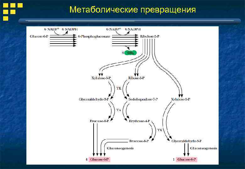 Метаболические превращения 
