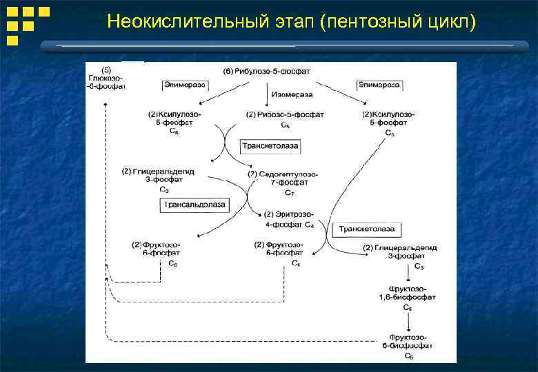 Неокислительный этап (пентозный цикл) 