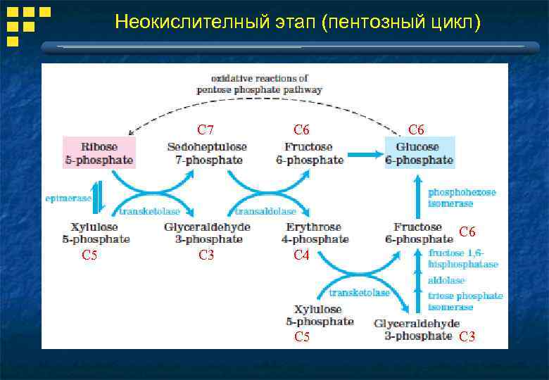 Неокислителный этап (пентозный цикл) С 7 С 6 С 6 С 5 С 3