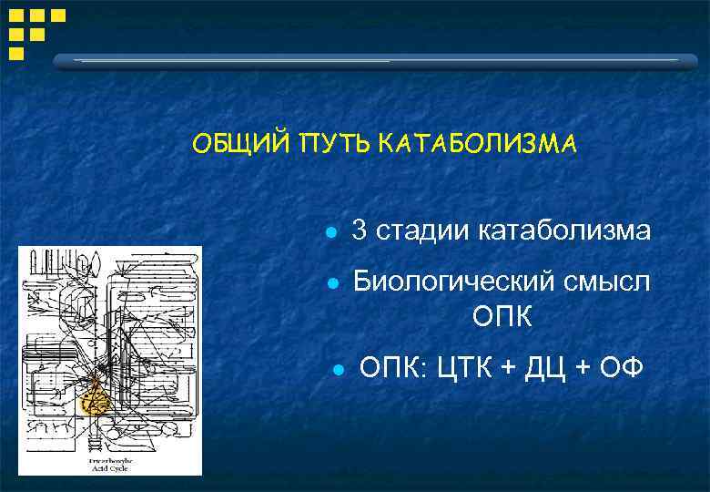 ОБЩИЙ ПУТЬ КАТАБОЛИЗМА l 3 стадии катаболизма l Биологический смысл ОПК l ОПК: ЦТК