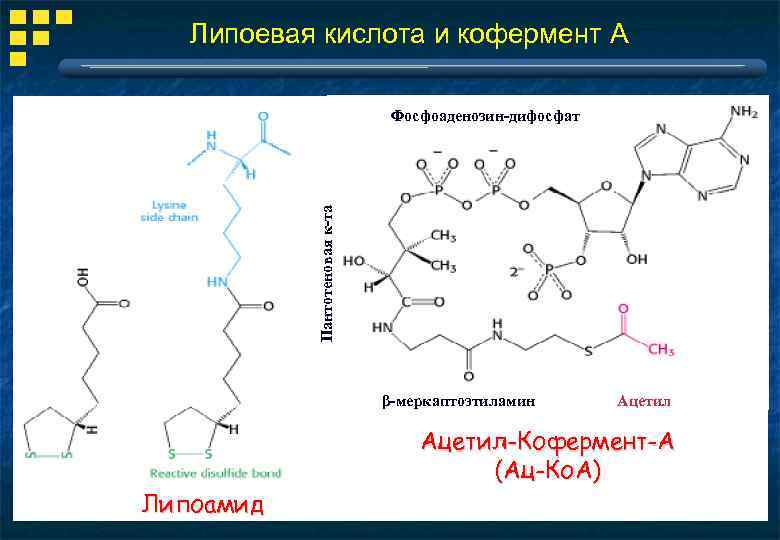 Липоевая кислота и кофермент А Пантотеновая к-та Фосфоаденозин-дифосфат β-меркаптоэтиламин Липоамид Ацетил-Кофермент-А (Ац-Ко. А) 