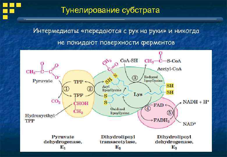 Тунелирование субстрата Интермедиаты «передаются с рук на руки» и никогда не покидают поверхности ферментов