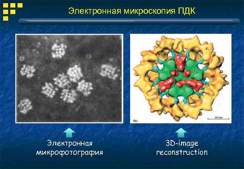Электронная микроскопия ПДК Электронная микрофотография 3 D-image reconstruction 