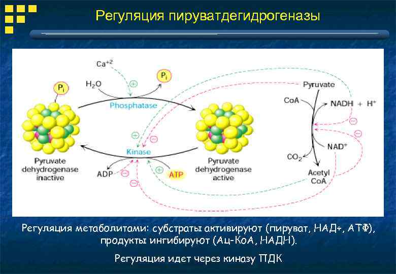 Регуляция пируватдегидрогеназы Регуляция метаболитами: субстраты активируют (пируват, НАД+, АТФ), продукты ингибируют (Ац-Ко. А, НАДН).