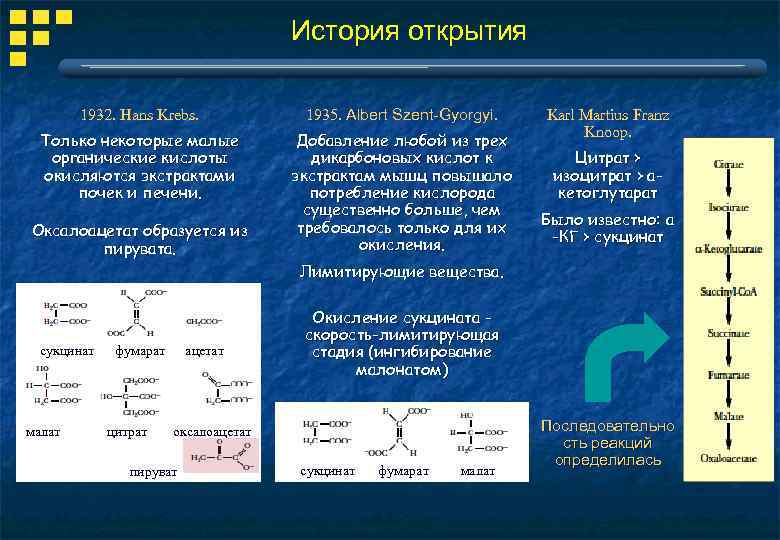 История открытия 1932. Hans Krebs. 1935. Albert Szent-Gyorgyi. Только некоторые малые органические кислоты окисляются