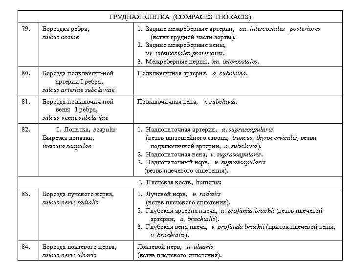 ГРУДНАЯ КЛЕТКА (COMPAGES THORACIS) 79. Бороздка ребра, sulcus costae 1. Задние межреберные артерии, aa.