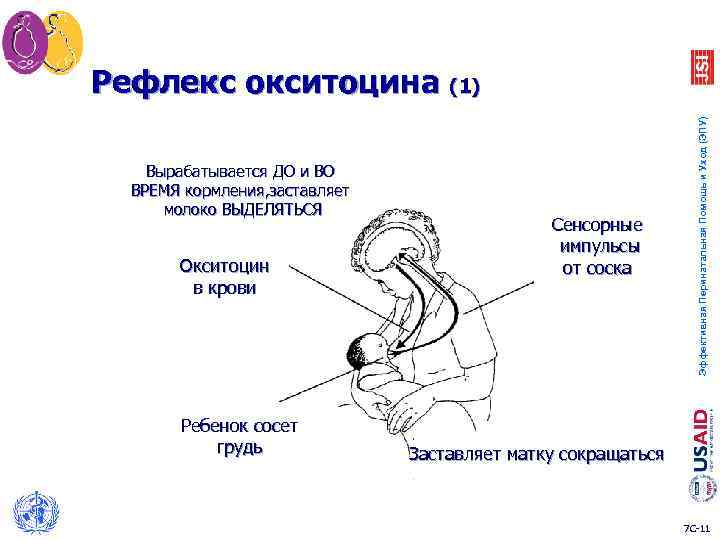 Вырабатывается ДО и ВО ВРЕМЯ кормления, заставляет молоко ВЫДЕЛЯТЬСЯ Окситоцин в крови Ребенок сосет