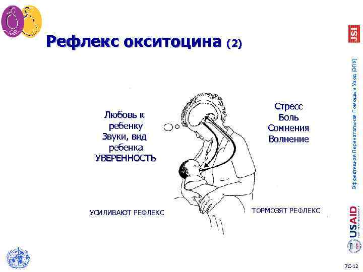Любовь к ребенку Звуки, вид ребенка УВЕРЕННОСТЬ УСИЛИВАЮТ РЕФЛЕКС Стресс Боль Сомнения Волнение Эффективная
