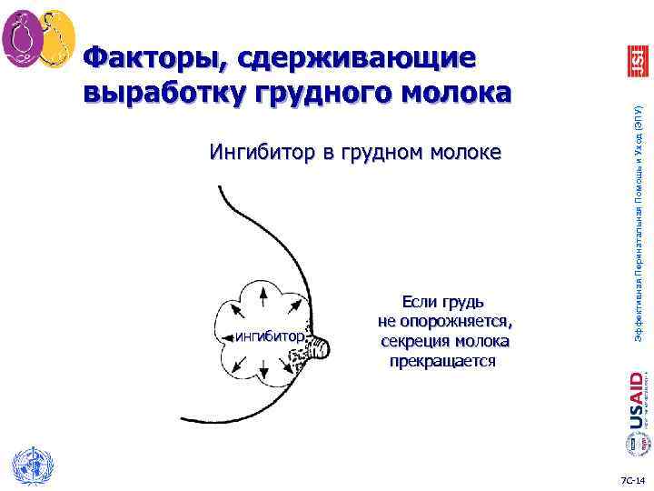 Ингибитор в грудном молоке ингибитор Если грудь не опорожняется, секреция молока прекращается Эффективная Перинатальная