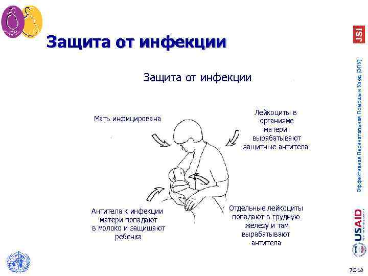 Защита от инфекции Мать инфицирована Антитела к инфекции матери попадают в молоко и защищают
