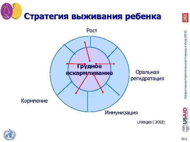 Рост Грудное вскармливание Оральная регидратация Кормление Эффективная Перинатальная Помощь и Уход (ЭПУ) Стратегия выживания