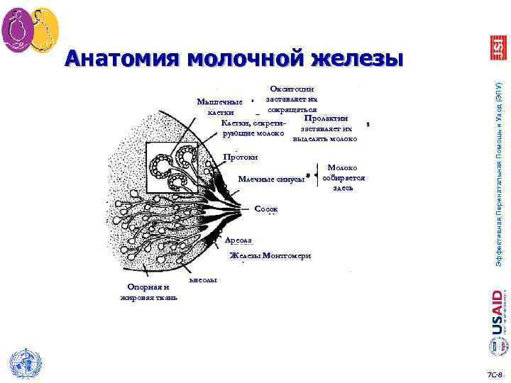 Окситоцин заставляет их Мышечные сокращаться клетки Пролактин Клетки, секретизаставляет их рующие молоко выделять молоко