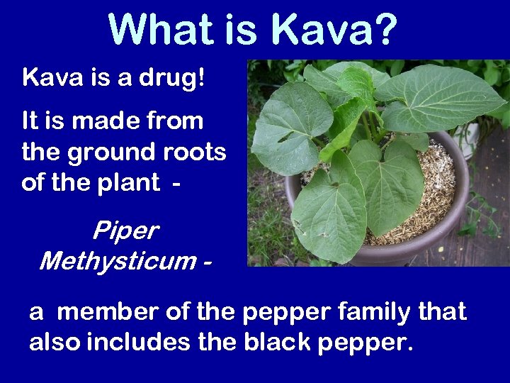 What is Kava? Kava is a drug! It is made from the ground roots