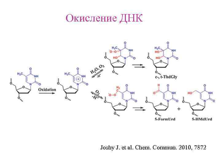 Окисление ДНК Joshy J. et al. Chem. Commun. 2010, 7872 