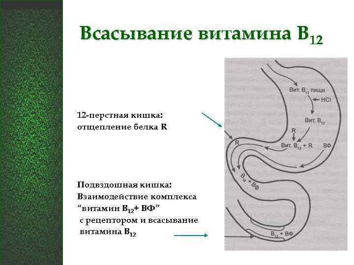 Всасывание витамина В 12 12 -перстная кишка: отщепление белка R Подвздошная кишка: Взаимодействие комплекса