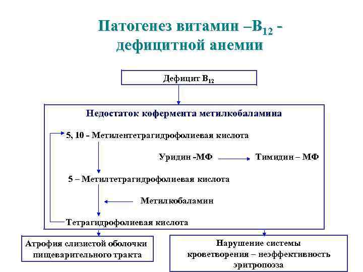 Патогенез витамин –В 12 дефицитной анемии Дефицит В 12 Недостаток кофермента метилкобаламина 5, 10