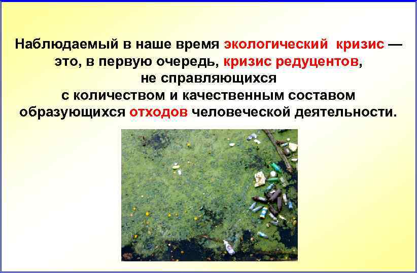 Наблюдаемый в наше время экологический кризис — это, в первую очередь, кризис редуцентов, не
