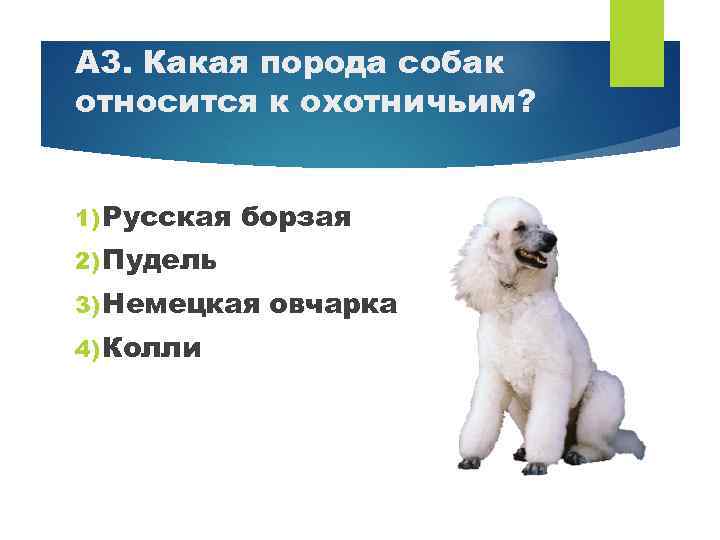 А 3. Какая порода собак относится к охотничьим? 1) Русская борзая 2) Пудель 3)