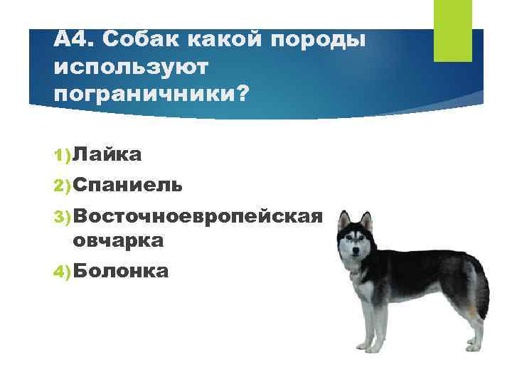 А 4. Собак какой породы используют пограничники? 1) Лайка 2) Спаниель 3) Восточноевропейская овчарка