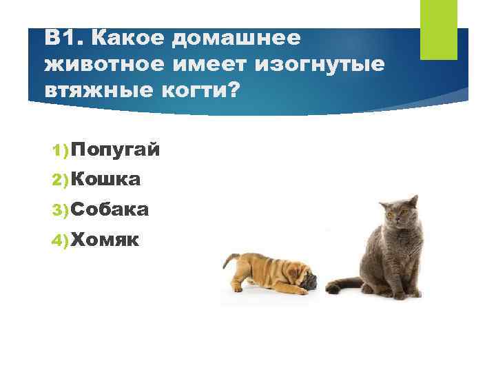 В 1. Какое домашнее животное имеет изогнутые втяжные когти? 1) Попугай 2) Кошка 3)