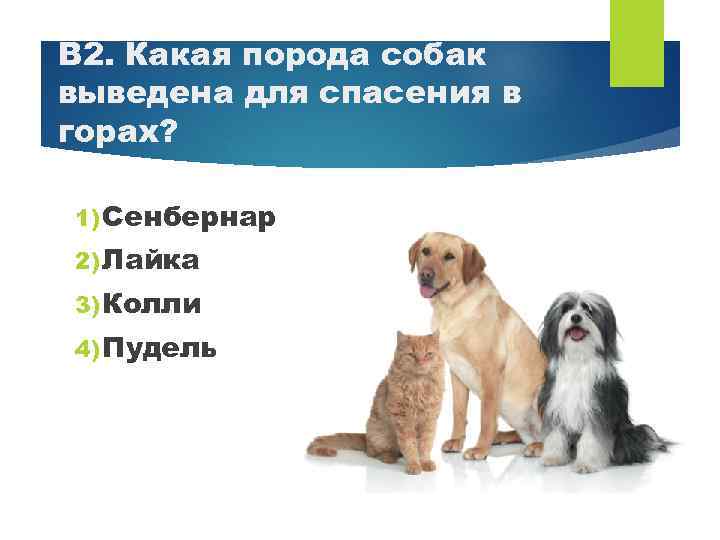 В 2. Какая порода собак выведена для спасения в горах? 1) Сенбернар 2) Лайка
