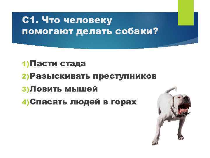 С 1. Что человеку помогают делать собаки? 1) Пасти стада 2) Разыскивать 3) Ловить